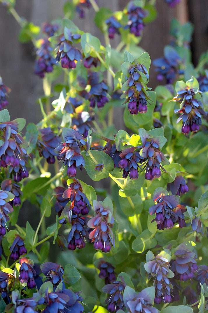 Cerinthe Pride of Gibraltar