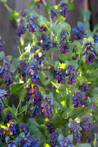 Cerinthe Pride of Gibraltar