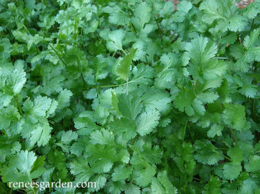 Cilantro Heirloom
