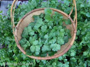 Cilantro Heirloom
