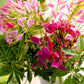 Cleome Color Fountains