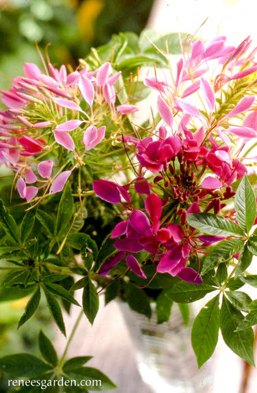 Cleome Color Fountains