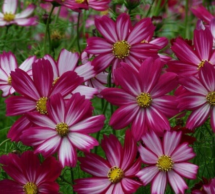 Cosmos Purple, Red & White OSC Seed