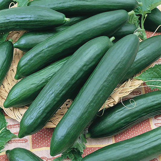 Cucumber Tender Green MIgardener Seed