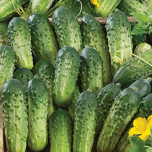 Cucumber Sumter MIgardener Seed