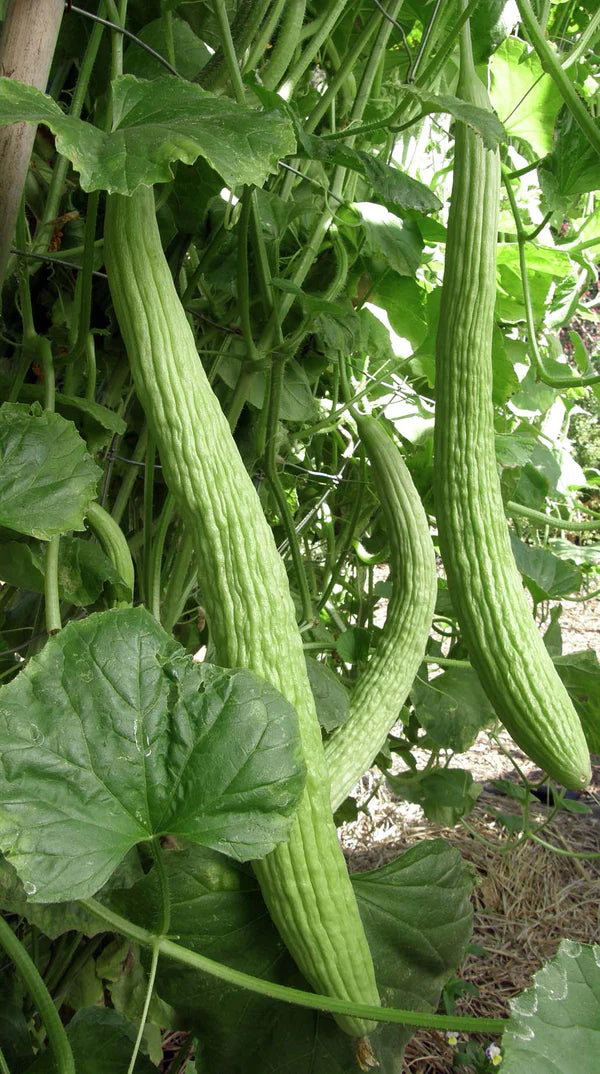 Cucumber Sweet Armenian