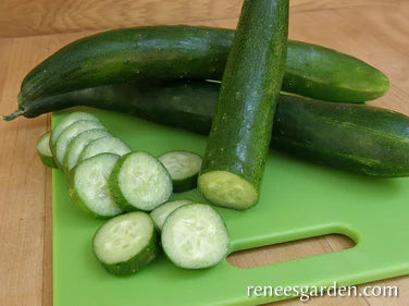 Cucumber Tasty Treat Organic