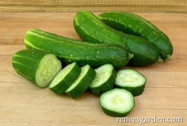 Cucumber Straight Eight Organic
