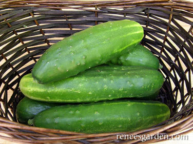 Cucumber Straight Eight Organic