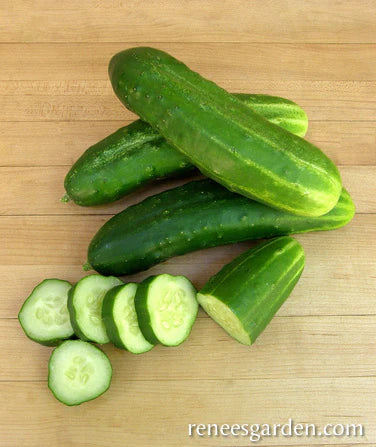 Cucumber Straight Eight Organic