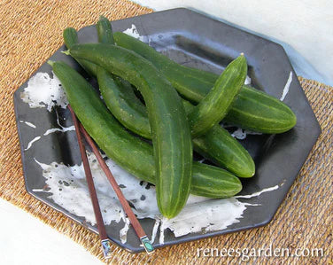 Cucumber Tasty Green