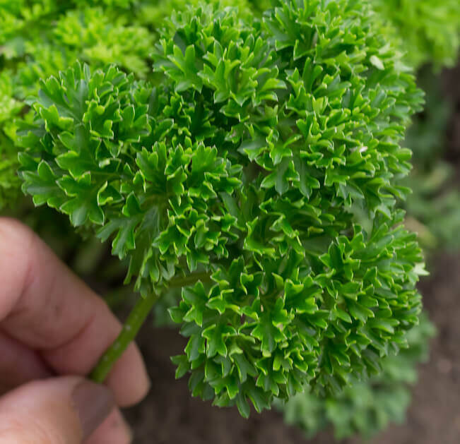 Parsley Moss Curled Organic Seed Tape OSC Seed