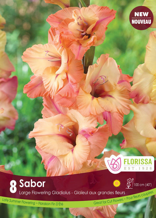 Gladiolus Dutch Sabor Bulbs