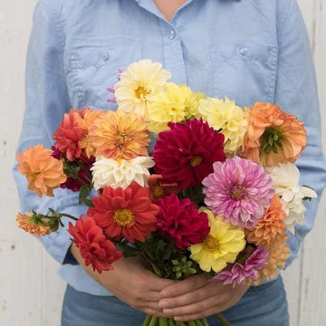 Dahlia Mix MIgardener Seed