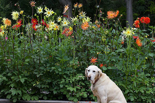 Dahlia Summer Fireworks