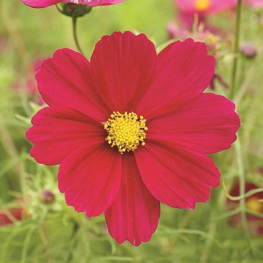 Cosmo Red Dazzler MIgardener Seed