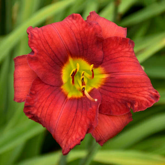 Daylily Funny Valentine 1G