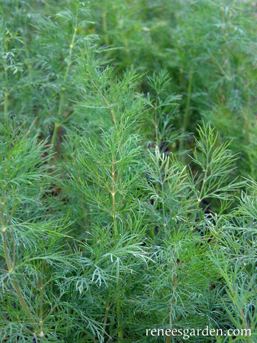 Dill Heirloom Leafy Diana