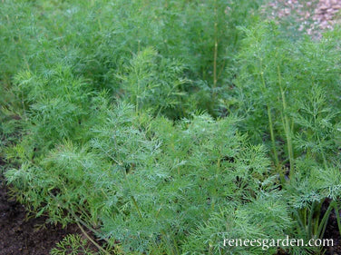Dill Heirloom Leafy Diana