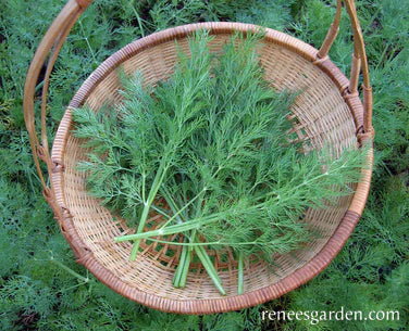 Dill Heirloom Leafy Diana