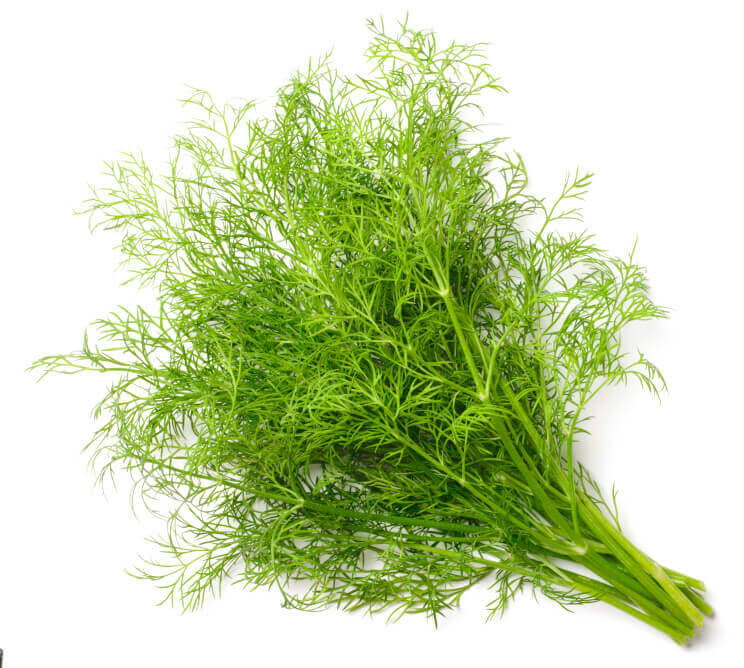 Dill Organic OSC Seed