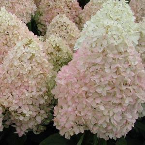 Hydrangea Sweet Summer 2G