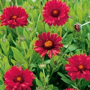 Gaillardia Blanket Flower Burgundy 1G
