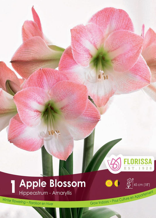 Amaryllis Bulb Apple Blossom 34cm