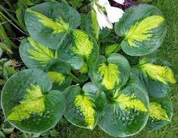 Hosta Sunset Grooves 1 Gallon