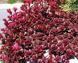 Sedum Dragon's Blood 1G