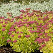 Sedum Neon Stonecrop 1G