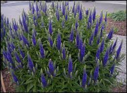 Veronica Royal Candles Speedwell 1G