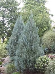 Juniper Moonglow 5 Gallon