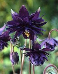 Columbine Black Barlow 4" Pot