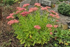 Stonecrop Autumn Joy  4.5" Pot