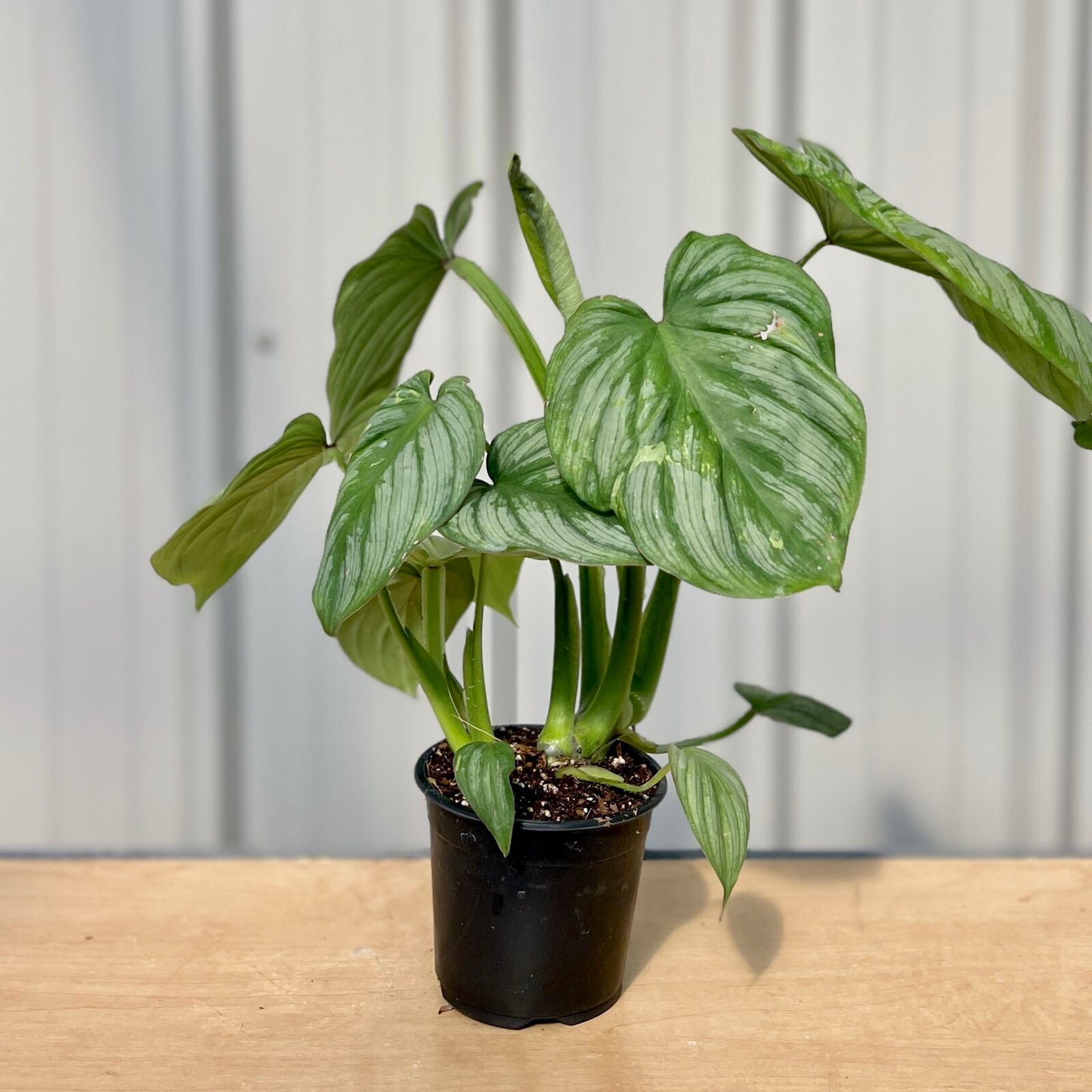 Philodendron Silver Cloud 4”