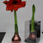 Waxed Amaryllis Red Flowering Bulb