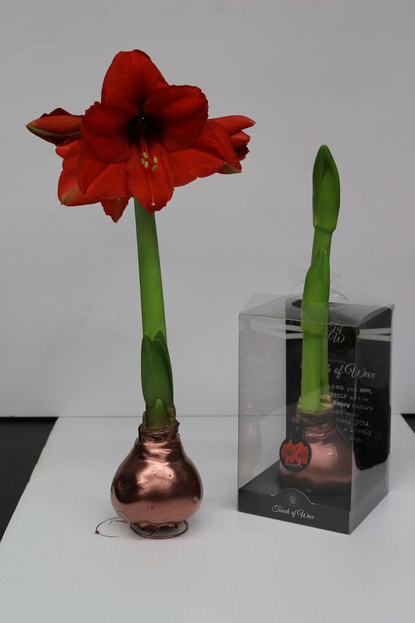 Waxed Amaryllis Red Flowering Bulb