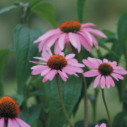 Echinacea Magnus Coneflower 1G