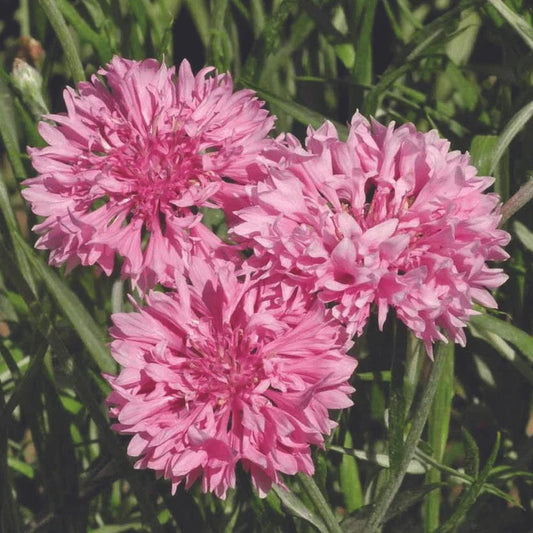 Bachelor Button Pink MIgardener Seed