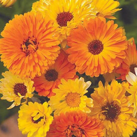 Calendula Pacific Beauty Mix MIgardener Seed