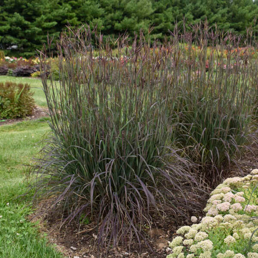 Grass Big Bluestem 1G