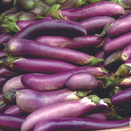 Eggplant Ping Tung Long MIgardener Seed