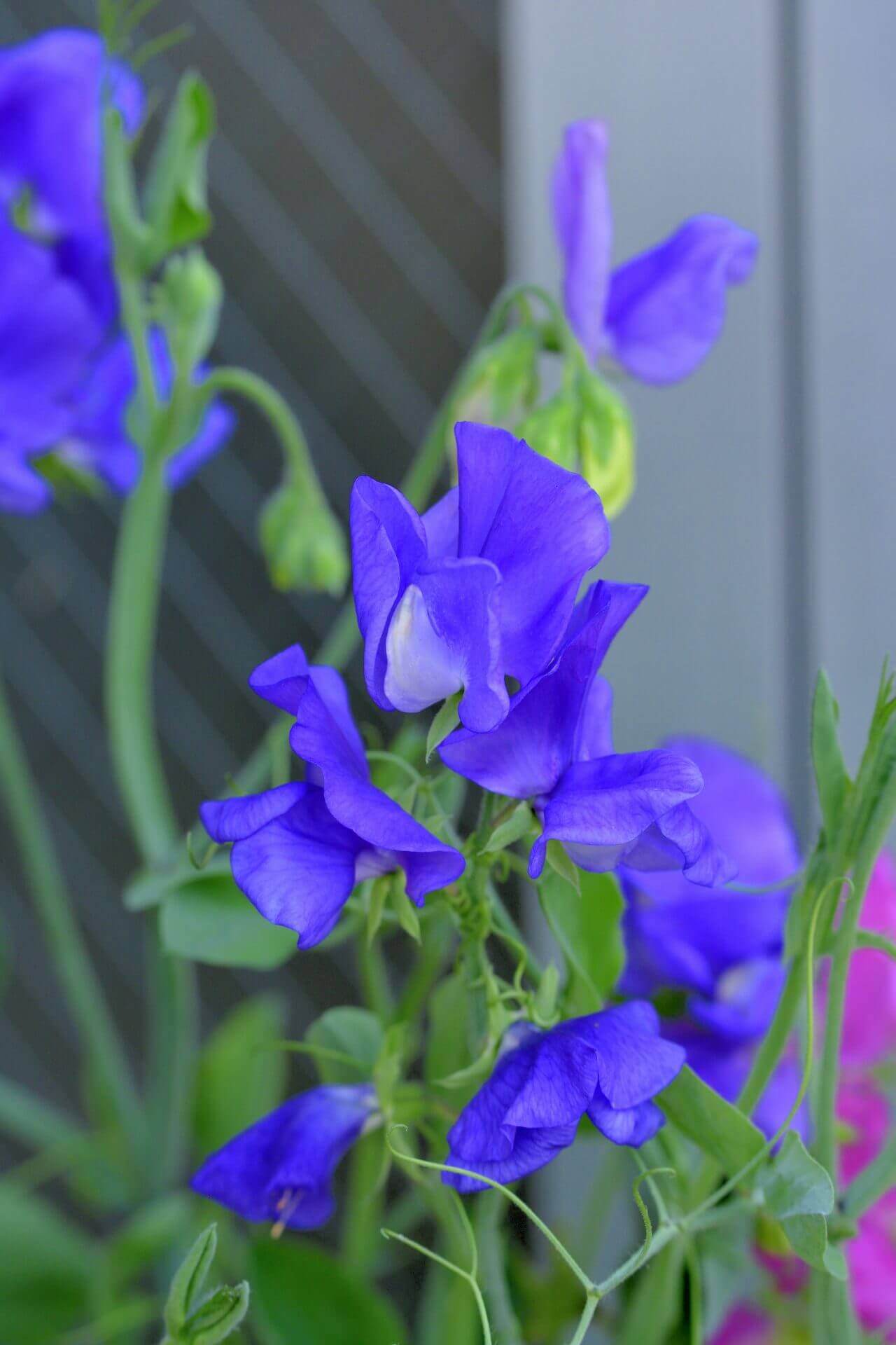 Sweet Peas Elegance Mid Blue OSC Seed