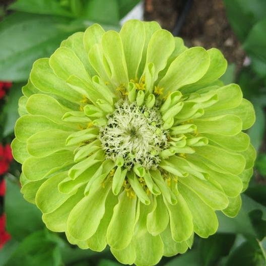 Zinnia Envy MIgardener Seed