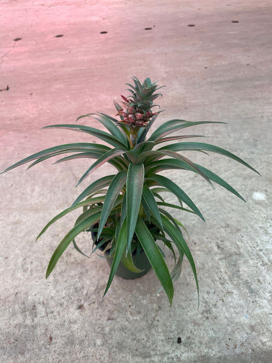 Pineapple Plant 6" Pot