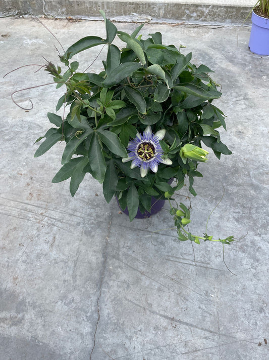 Passion Flower 6" Pot