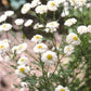 Feverfew Heirloom Double White Wonder