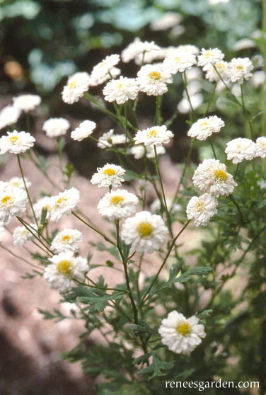 Feverfew Heirloom Double White Wonder