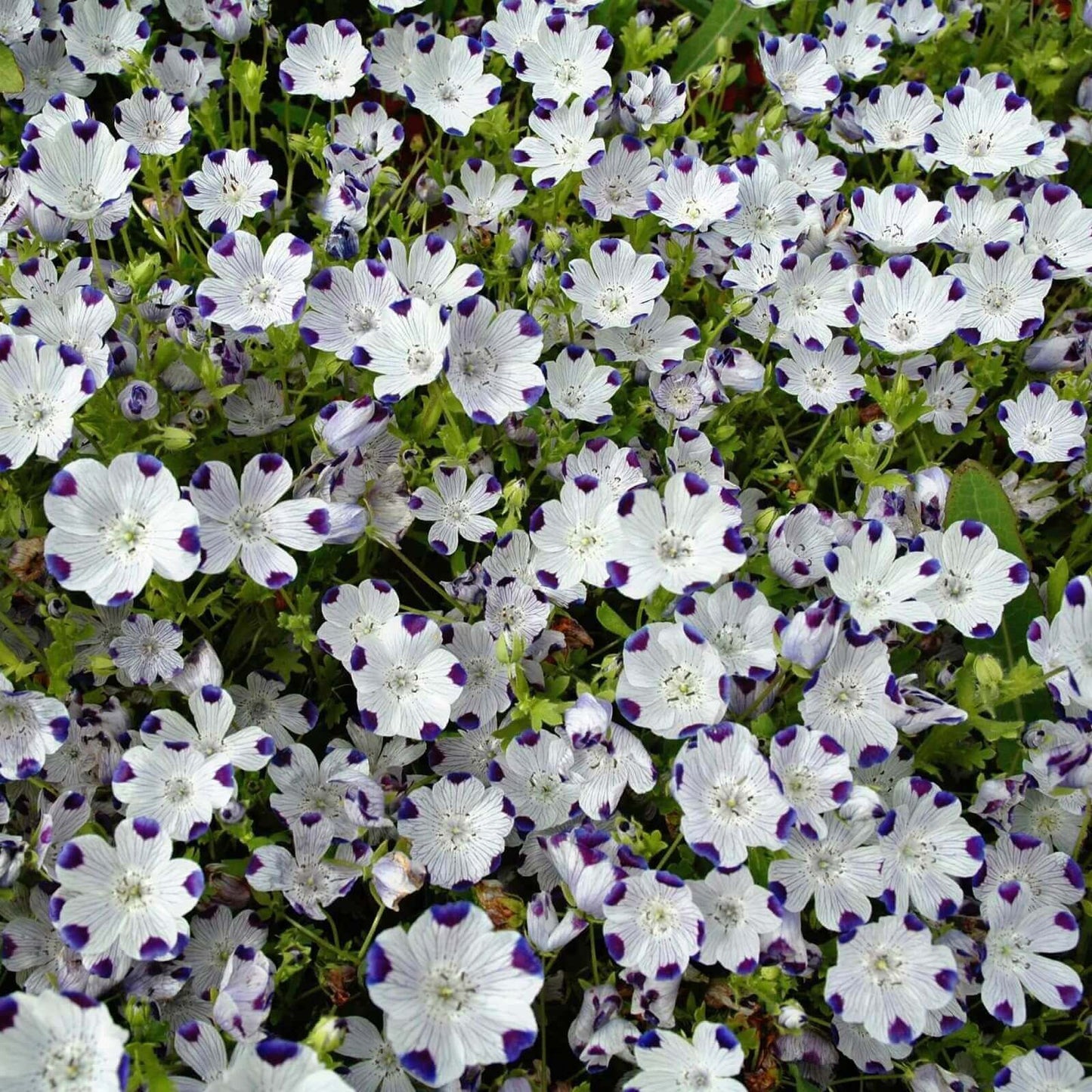 Nemophila Five Spot OSC Seed